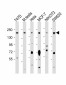 PELP1 Antibody (Center R759)