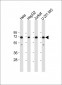 FUBP1 Antibody (Center)