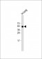 RAMP3 Antibody (C-term)