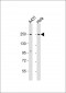 MYH9 Antibody (N-term Y158)