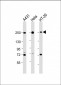 MYH9 Antibody (C-term)