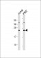 PMF1 Antibody (Center)