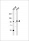 COPG Antibody (C-term)