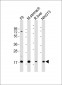 (Mouse) Shh Antibody (N-term)