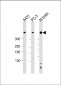 DYNC1H1 Antibody (C-term)