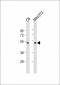 JNK1 Antibody (Thr183/Tyr185)