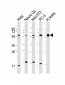 TXNRD1 Antibody (C-Term)