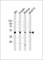 FLOT2 Antibody (C-Term)