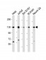 DBN1 Antibody (Center)