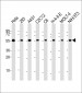 RAD21 Antibody (C-Term)