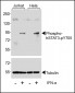 Phospho-STAT3(Y705) Antibody