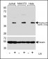 Phospho-p38 MAPK (T180) antibody