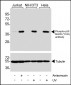 Phospho-p38 MAPK (Y182) antibody