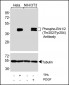 Phospho-Erk1/2(Thr202/Tyr204) Antibody