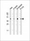 WNT4 Antibody (Center)