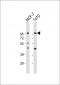 AP6908a-GAB2-Antibody-N-term