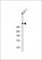 DNA PK (PRKDC) Antibody (C-term)