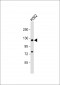 DAXX Antibody (S495)