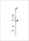 GSK3A Antibody (S21)