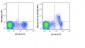 APC Anti-Mouse CD115 (c-fms) (AFS98) Antibody