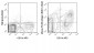 Biotin Anti-Mouse F4/80 Antigen (BM8.1) Antibody