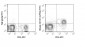 FITC Anti-Mouse CD127 (IL-7Ra) (A7R34) Antibody