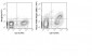 FITC Anti-Mouse F4/80 Antigen (BM8.1) Antibody