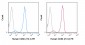 PE Anti-Human CD86 (B7-2) (IT2.2) Antibody