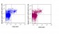 PE Anti-Mouse CD357 (GITR) (DTA-1) Antibody