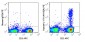 PE Anti-Human IL-17A (4H1524) Antibody