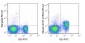 PE-Cy7 Anti-Mouse CD127 (IL-7Ra) (A7R34) Antibody