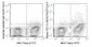 PerCP-Cy5.5 Anti-Mouse CD11c (N418) Antibody