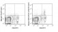 PerCP-Cy5.5 Anti-Mouse CD25 (PC61.5) Antibody