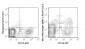 PerCP-Cy5.5 Anti-Mouse F4/80 Antigen (BM8.1) Antibody