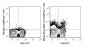 violetFluor™ 450 Anti-Mouse IFN gamma (XMG1.2) Antibody