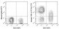 FITC Anti-Human CD5 (L17F12) Antibody
