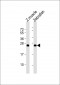 DANRE dusp22a Antibody (C-term)