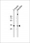 Zebrafish Pax9 Antibody (N-term)