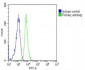 SUMO1 Antibody