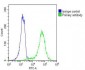 Beta-Actin  Antibody