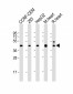 VEGFC Antibody