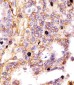 CD44 Antibody