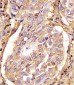 CD44 Antibody