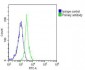 CASP8 Antibody (C-term)