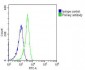 ALDOC Antibody (C-term)