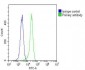 MKRN2 Antibody