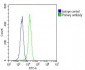 NMI Antibody