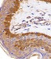 S100A2 Antibody