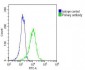 RAB27B Antibody