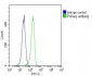 RAB27A Antibody